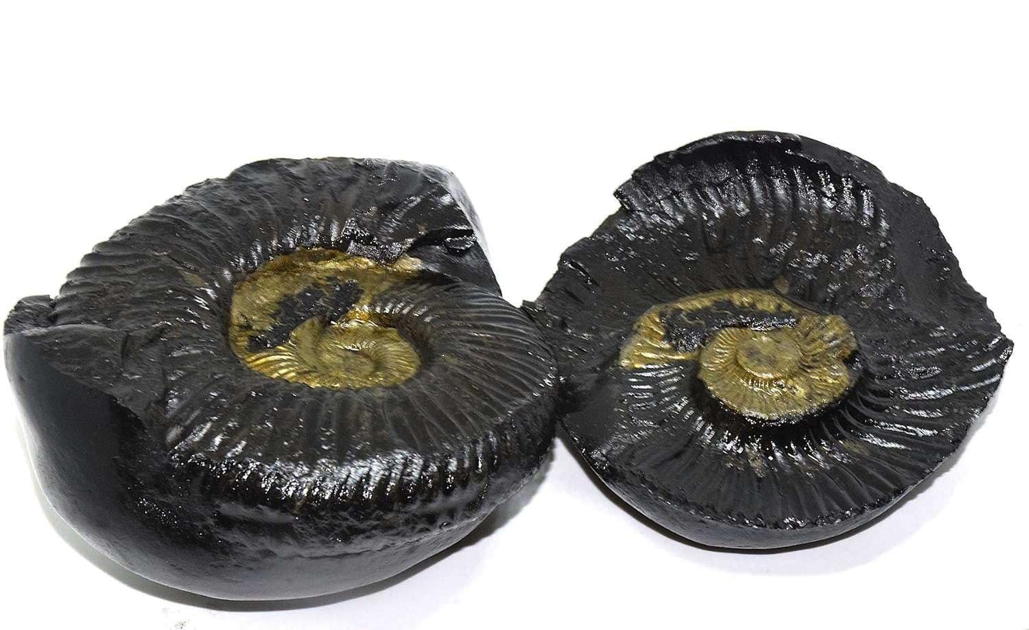 Original Sudarshan Lakshmi Narayan Shaligram Pair – Natural Sacred Shaligram Set | Namdev Shivling Art