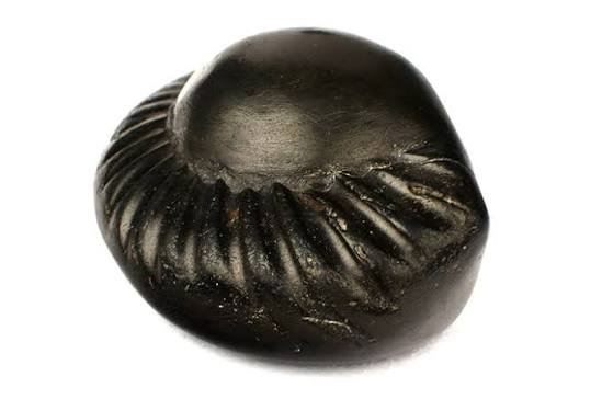 Original Lakshmi Narayan Shaligram Shila – Natural Sacred Shaligram | Namdev Shivling Art